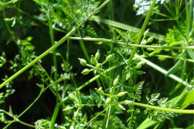 <i>Anthriscus caucalis</i>