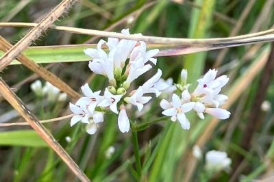<i>Asperula cynanchica</i>