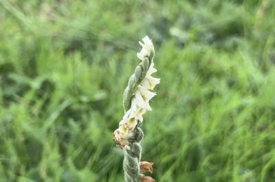 <i>Spiranthes spiralis</i>