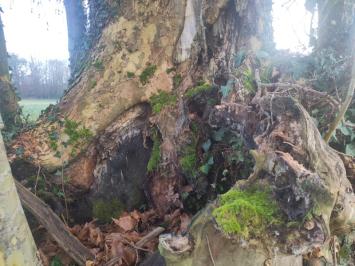 <i>Platanus</i>