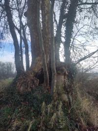 <i>Platanus</i>