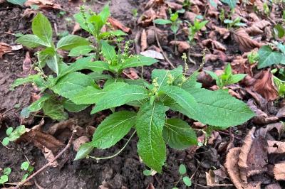 <i>Mercurialis perennis</i>