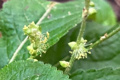 <i>Mercurialis perennis</i>