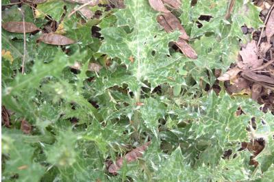 <i>Silybum marianum</i>
