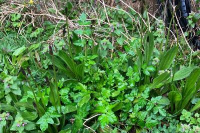 <i>Plantago lanceolata</i>