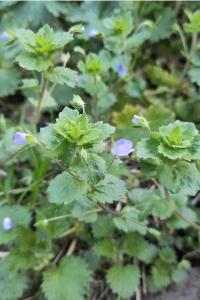 <i>Veronica persica</i>