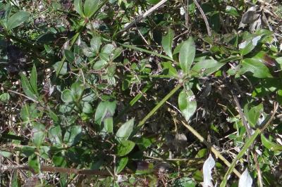 <i>Rubia peregrina</i>