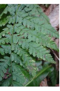 <i>Dryopteris dilatata</i>