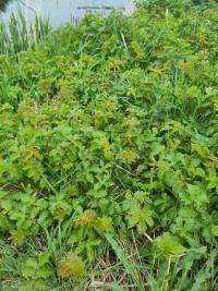 <i>Filipendula ulmaria</i>