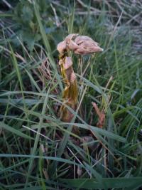 <i>Asparagus officinalis</i>