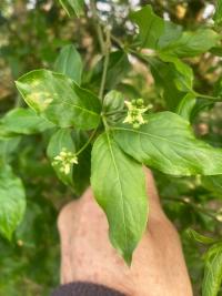 <i>Euonymus europaeus</i>