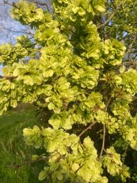 <i>Ulmus</i>