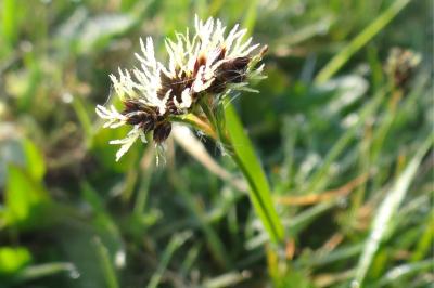 <i>Luzula campestris</i>