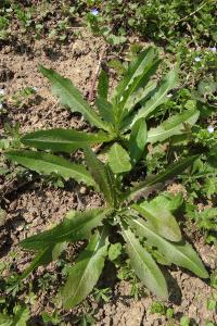 <i>Lactuca virosa</i>