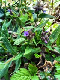 <i>Pulmonaria longifolia</i>