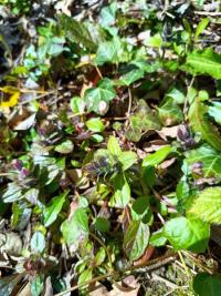 <i>Ajuga reptans</i>