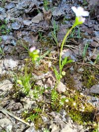 <i>Cardamine pratensis</i>