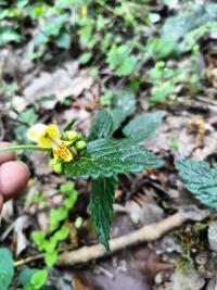 <i>Lamium galeobdolon</i>