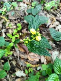 <i>Lamium galeobdolon</i>