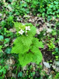<i>Alliaria petiolata</i>