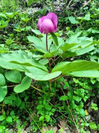 <i>Paeonia mascula</i>