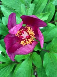 <i>Paeonia mascula</i>