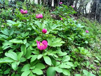 <i>Paeonia mascula</i>