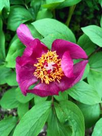 <i>Paeonia mascula</i>