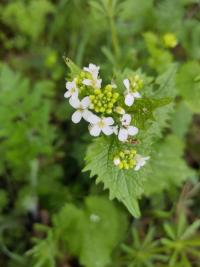 <i>Alliaria petiolata</i>