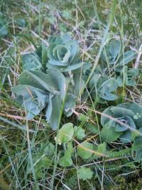 <i>Hylotelephium telephium</i>