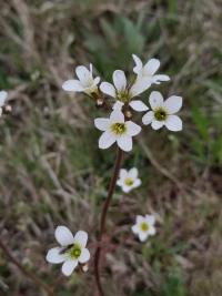 <i>Saxifraga granulata</i>
