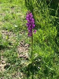 <i>Orchis mascula</i>