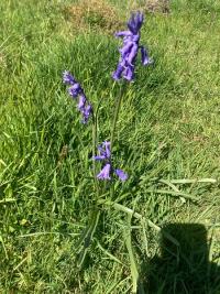 <i>Hyacinthoides non-scripta</i>