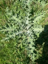 <i>Onopordum acanthium</i>