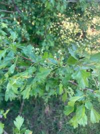<i>Crataegus monogyna</i>