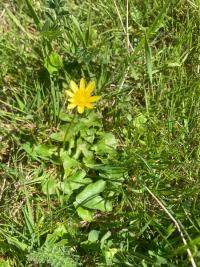 <i>Ficaria verna</i>