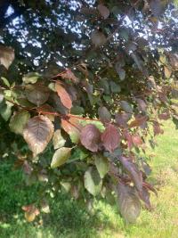 <i>Prunus cerasifera</i>