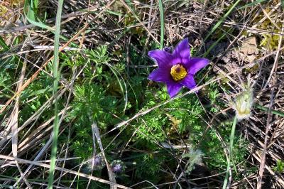 <i>Pulsatilla vulgaris</i>