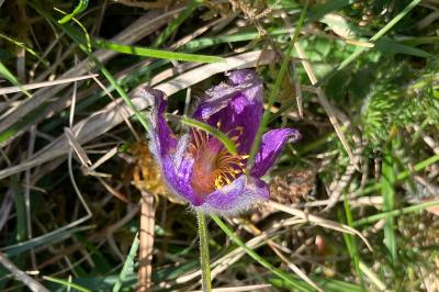 <i>Pulsatilla vulgaris</i>