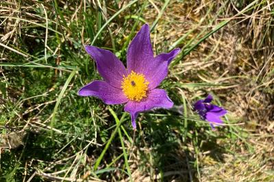 <i>Pulsatilla vulgaris</i>