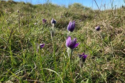 <i>Pulsatilla vulgaris</i>