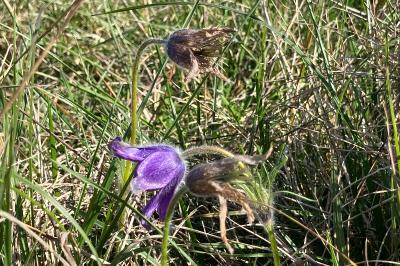 <i>Pulsatilla vulgaris</i>