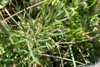 <i>Pulsatilla vulgaris</i>