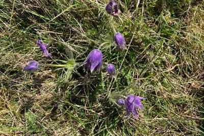 <i>Pulsatilla vulgaris</i>