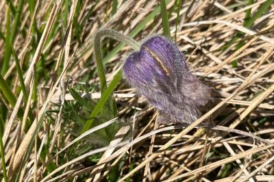 <i>Pulsatilla vulgaris</i>
