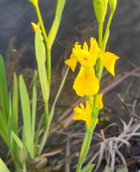 <i>Iris pseudacorus</i>
