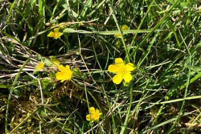 <i>Potentilla verna</i>