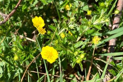 <i>Potentilla erecta</i>