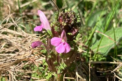 <i>Pedicularis sylvatica</i>