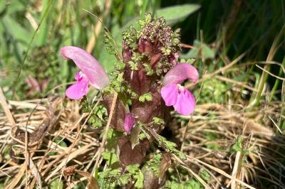 <i>Pedicularis sylvatica</i>